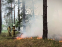В ЛНР третьи сутки полыхают лесные пожары