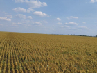 Весенние заморозки в ЛНР угрожают будущему урожаю