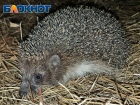 Луганские ёжики активно наедают бока, готовясь проспать до весны