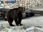 Спасенный из-под обстрелов Кременной медведь Гром стал любимцем москвичей