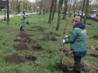 Около 200 деревьев в Луганске высадит столичный комбинат зелёного хозяйства в этом году