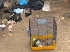 В Луганске живую декоративную крысу выбросили на мусорку  