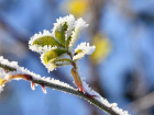 В Россельхозцентре рассказали, как сохранить растения от заморозков в ЛНР