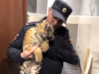 Житель Стаханова ЛНР держал в квартире детеныша краснокнижного амурского тигра
