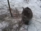В Луганске кота привязали к дереву металлической леской и бросили умирать на морозе