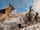 В ЛНР собака помогла росгвардейцам найти схроны с боеприпасами