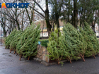 Жителей ЛНР призвали не выбрасывать ёлки в мусорные баки