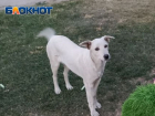 Отстреливать животных на улицах ЛНР не будут