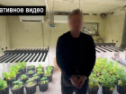 В Луганске задержали местных «плантаторов», развернувших наркобизнес