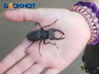 В ЛНР взяли под защиту жука-оленя и редких птиц
