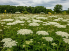 Совфед объявил войну борщевику: бороться с агрессивным сорняком должны все землевладельцы