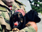«Боевой хвостатый друг»: в Луганске кинологи отметили 115-летие службы