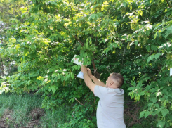 Американскую белую бабочку в ЛНР ловят в феромонные ловушки