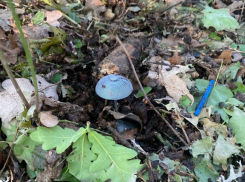 ВСУ засеяли леса Кременной ЛНР взрывоопасными «грибами»