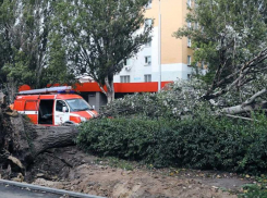 Сотрудники МЧС Луганска избавились от аварийного дерева, упавшего на крышу машины 