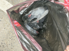 Ветеринары разбираются с массовой гибелью птиц в центре Луганска