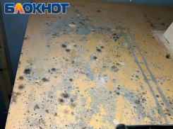 «Добро пожаловать»: грибок и плесень продолжают расти на стенах квартир МКД по улице Шевченко в Луганске