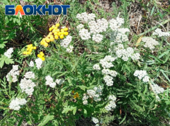 Целитель с луганских просторов: трава с тысячелетней историей