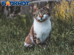 Минсельхоз ЛНР рассматривает варианты выделения земельных участков для будущих приютов