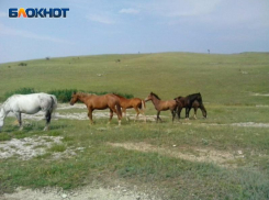 В Луганске восстановят конно-спортивную школу
