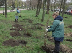 Около 200 деревьев в Луганске высадит столичный комбинат зелёного хозяйства в этом году