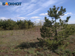 Сосновый сбор: лесоохотничьи хозяйства ЛНР собрали больше семи тонн шишек