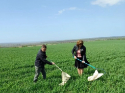 Саранча в ЛНР: угрозы нет, но контроль продолжается