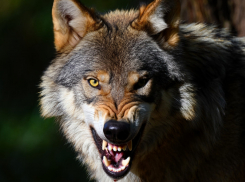 Отстрел диких животных разрешили в девяти районах ЛНР