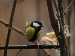 ЛНР на грани морозов: чего ждать от погоды 20 декабря
