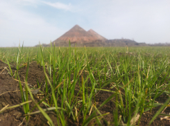 Какие вредители и болезни угрожают посевам в ЛНР