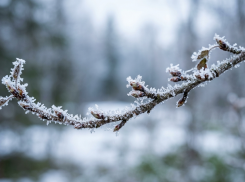 Заморозки до минус 4: жителей ЛНР предупредили о резком ухудшении погоды