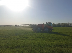 На полях ЛНР начались испытания гибридов для устойчивости к засухе