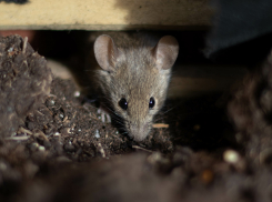 В Россельхозцентре рассказали, угрожают ли мыши озимой пшенице в ЛНР