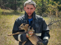 В ЛНР сотрудники МЧС спасли на пожаре зайчонка и олененка 