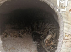 Больше 25 котов были спасены от зоозащитницы в ЛНР