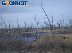 «Тропы смерти»: леса в окрестностях Северодонецка ЛНР сильно заминированы