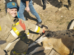 Алчевские спасатели извлекли из теплотрассы теленка