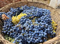 В селе Бугаевка ЛНР стартовала уборка технических сортов винограда