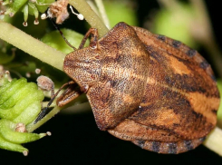 В ЛНР аграриям рекомендуют срочно обследовать поля и провести защитные мероприятия