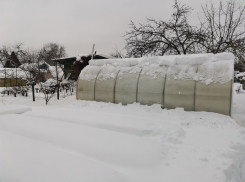 ЛНР: как холод спасает семена и обеспечивает богатый урожай