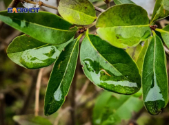 В ЛНР создадут «Зелёный пояс» вокруг Алчевска