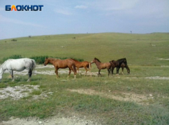 В ЛНР сотрудникам конного завода выплатили долг по зарплате