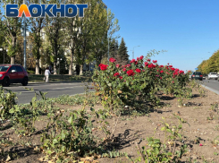 В Луганске обновят центральный розарий