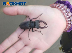 В ЛНР взяли под защиту жука-оленя и редких птиц