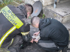 Спасатели МЧС России спасли кота, пострадавшего при пожаре в Старобельске ЛНР