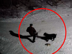 Луганчанин натравил огромного пса на избитых щенков в СНТ «Чернобылец»