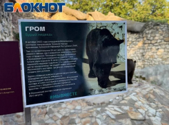 «Просто ходит туда-сюда»: в Москве спорят о судьбе спасенного из ЛНР медведя Грома