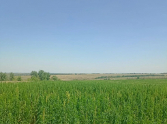 В Лутугинском районе ЛНР аграрии начали выращивать техническую коноплю