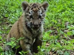 Трехмесячная тигрица из Стаханова ЛНР осваивается в ленинградском хосписе