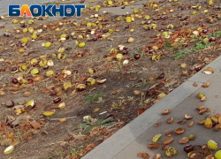 Ровеньки ЛНР уже скоро похвастают «Каштановой аллеей»